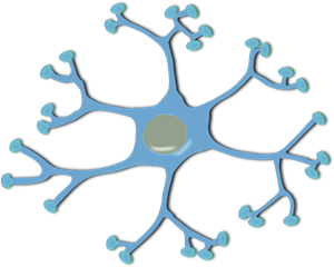 nerve-cell